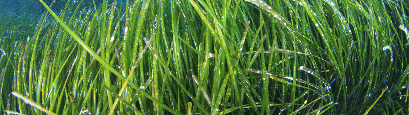 微藻采收